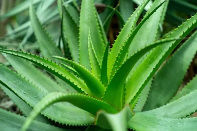 How to Grow Tree Aloes (Aloe barberae) - Debra Lee Baldwin