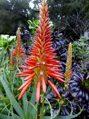 Candelabra Aloe (Aloe arborescens) · iNaturalist
