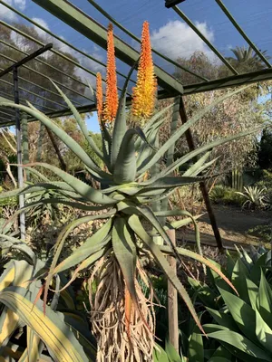 37 Different Types of Aloe Plants With Names and Pictures
