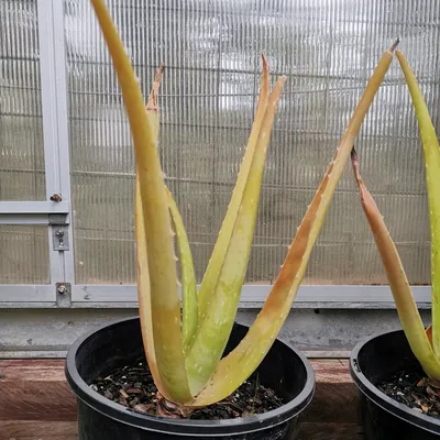 Candelabra Aloe Plant Care: Water, Light, Nutrients | Greg App 🌱