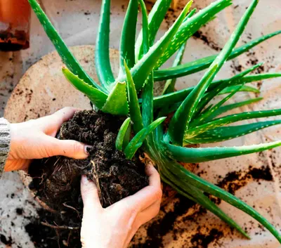 Why Is My Aloe Vera Plant Turning Yellow and Brown? – Deep Green  Permaculture
