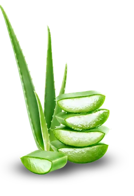 Aloe cameronii - Cacti.com