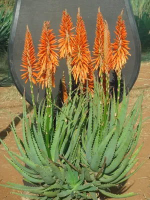 How to Grow Aloe Vera | Kellogg Garden Organics™