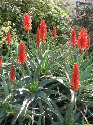 Aloe Orange Delight The Gardener : The Gardener