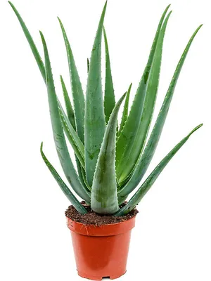 Hercules Aloe — GDNC Nursery