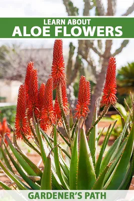 Aloe arborescens (Torch Aloe) – Ricardo's Nursery