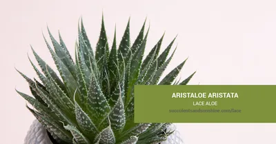 Aloe Vera Plant Care 101 - Bob Vila