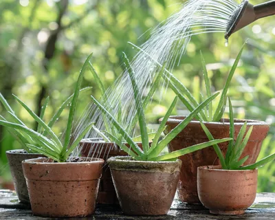 Everything aloe: Your guide on planting aloes, plant care and more •  Lifestyle Home Garden
