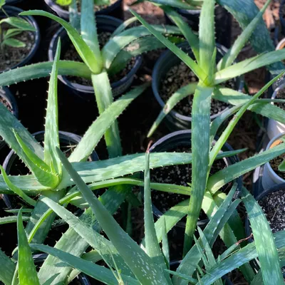 How Often To Water An Aloe Vera Plant – For Healthy Growth | Gardening Know  How