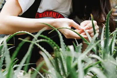 Aloe Vera Plant | How to Care | Ep 5 Garden Up Basics - YouTube