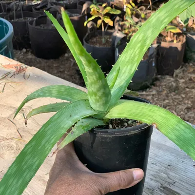 Aloe Mix Seeds – Plantflix