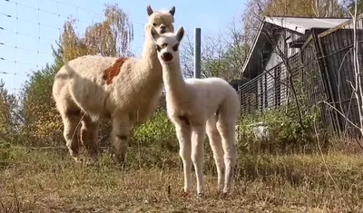 Альпака-парк и Медовые водопады: уютная поездка на полдня 🧭 цена экскурсии  8000 руб., отзывы, расписание экскурсий в Кисловодске