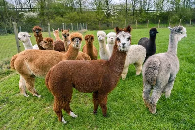 Alpaca, facts and information