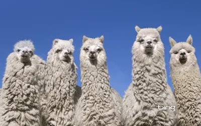 What's the Difference Between Llamas and Alpacas? | Britannica