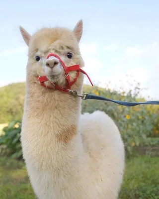 Group photo of best friends | Alpaca pictures, Alpaca stuffed animal, Cute  little animals