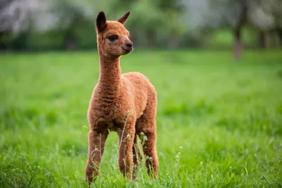 Baby alpaca missing since Tuesday needs its mother, farmer says | CBC News