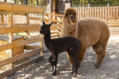 lovely alpaca | Llama, Alpaca funny, Cute alpaca