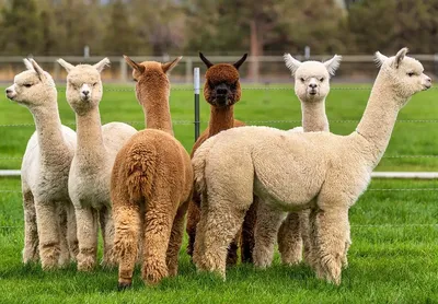 1,000+ Alpaca Pictures and Photos in HD - Pixabay