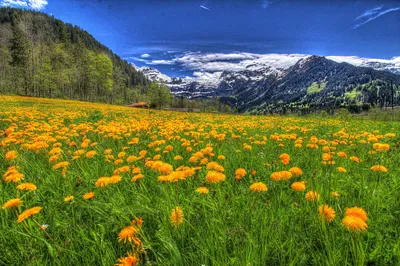 Скачать обои небо, альпы, цветы, трава, горы разрешение 1920x1080 #149074