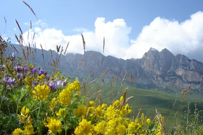 Альпийские луга и озеро Мзы 🧭 цена экскурсии 25000 руб., 7 отзывов,  расписание экскурсий в Гагре