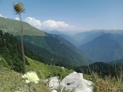 Альпийские луга и горы - красивые фото