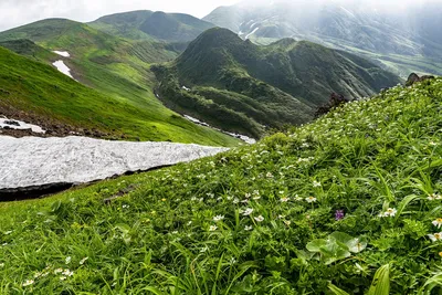Альпийские Луга — стоковые фотографии и другие картинки Без людей - Без  людей, Вертикальный, Весна - iStock