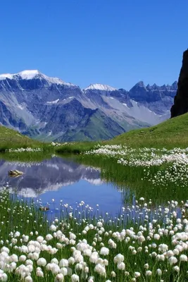Альпийские луга, Абхазия | Beautiful nature spring, Beautiful nature,  Scenery