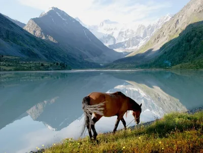 Лучший отель Горного Алтая 5 звезд - Altay Village Teletskoe