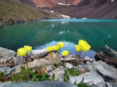 Уникальная природа Алтая | Altai Travel Guide