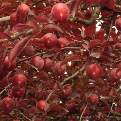 Алыча - Prunus cerasifera. Уход за алычой описание сортов алычи,  выращивание, фото