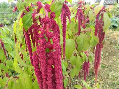 Амарант метельчатый Бронзовый Amaranthus cruentus Bronze - купить семена  цветов с доставкой по Украине в магазине Добродар