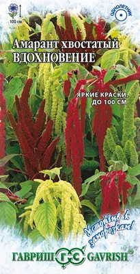 Цветок бессмертия, великан на клумбе – посеем прямо сейчас и вырастим  амарант | Дачный дневник пенсионерки | Дзен