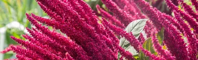 Амарант трехцветный Перфекта Amaranthus tricolor Perfecta - купить семена  цветов с доставкой по Украине в магазине Добродар