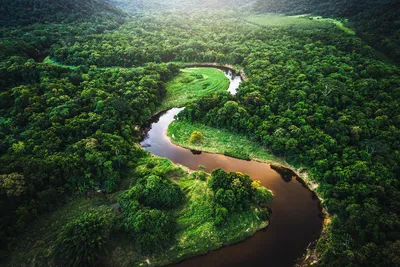 Река Амазонка, подводный мир реки …» — создано в Шедевруме