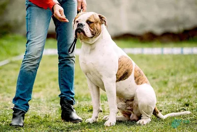 Портрет Собаки Американского Бульдога — стоковые фотографии и другие  картинки Американский бульдог - Американский бульдог, Без людей, Белый -  iStock