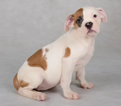 Фото Американского Бульдога🐶 — лучшие фото собак породы амбуль Pet Guide🐾