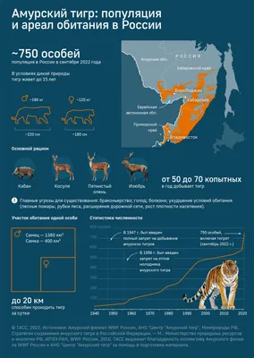 Амурский тигр: где живет и чем питается – Инфографика ТАСС