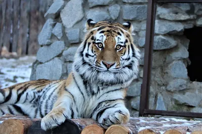 Он здесь мяукает: тигрёнок Шторм успешно прошел карантин в хабаровском  зоосаде - AmurMedia.ru