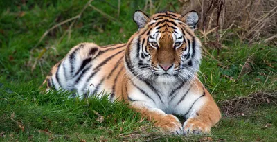 По итогам первого полугодия РСХБ перечислил более 11 млн руб на проекты по  защите амурского тигра