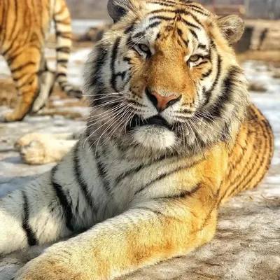 Амурские тигры — Парк Белый лев