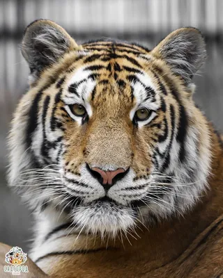 Амурский тигр в снегу» — создано в Шедевруме