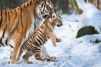 Откуда в Якутске уссурийский тигр - история добычи редкого зверя | EXO-YKT  | ЭХО СТОЛИЦЫ