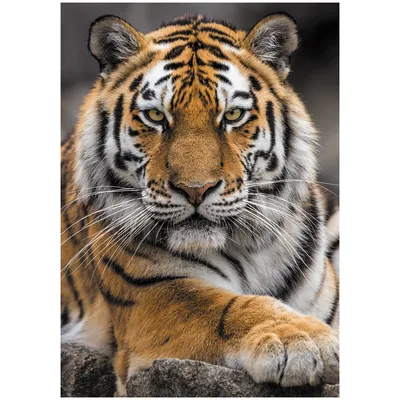 Амурский Тигр (Тигры) · iNaturalist