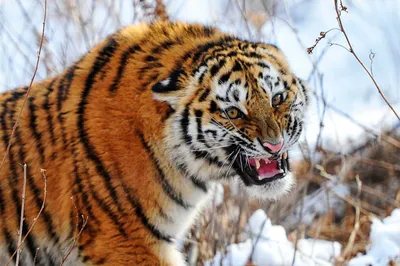 Рисунок амурский тигр раскраска - 81 фото