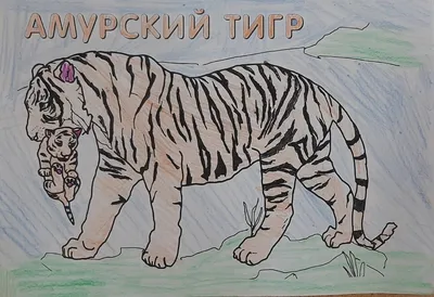 В российском регионе амурский тигр напал на сторожа пасеки: Происшествия:  Россия: Lenta.ru