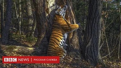 У нее сильный ангел-хранитель». Что известно о нападении тигра на женщину в  Приморье - Газета.Ru