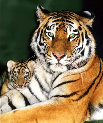 Амурский тигр сделал селфи года в «Земле леопарда»