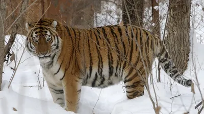 Осмотр «недвижимости»: «Пещерный» амурский тигр попал на видео в нацпарке в  Приморье — ДВ Капитал