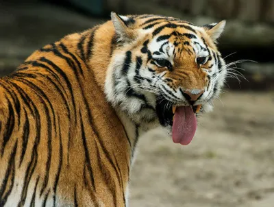 Как зимует Амурский тигр. — Oleg Bogdanov на TenChat.ru