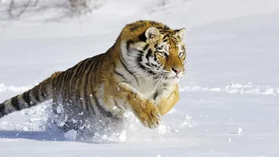 Амурский тигр впервые за полвека «зашел» в Якутию - «Экология России»